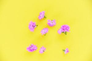 margerite lila blume auf rosa hintergrund foto