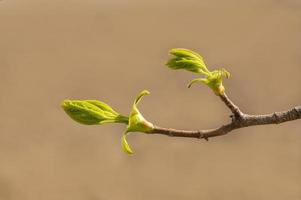 viele frische Knospen auf einem Ast foto