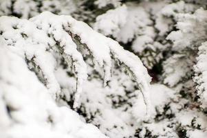 ein Ast im Winterwald mit Schnee bedeckt foto