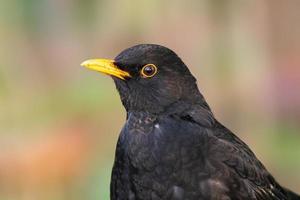 ein Porträt einer männlichen Amsel foto