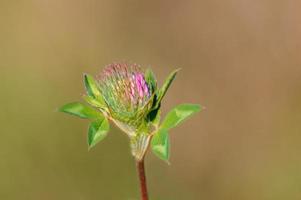 eine Kleeblüte auf einer Wiese foto