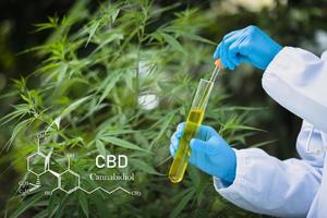 cbd-elemente in cannabis, hanföl in einem glas, konzept der pflanzlichen alternativen medizin. foto