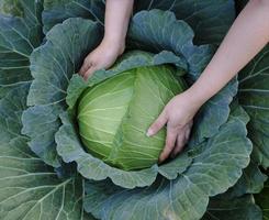 Nahaufnahme von weiblichen Händen, die einen grünen frischen großen Kohl reifende Köpfe ernten, die auf dem Bauernhoffeld wachsen foto