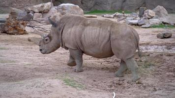 ein Foto von einem großen Nashorn