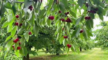 ein Foto von einem Kirschbaum in einem Obstgarten