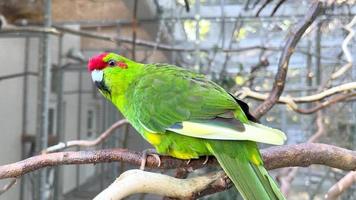 ein Fokusfoto auf einem farbigen Papagei foto