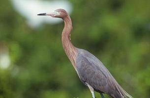 Rötlicher Silberreiher Laguna Madre Südtexas foto