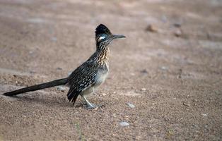 Roadrunner-Vogelkrümmung foto