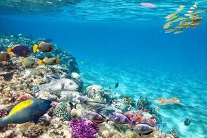 tropischer Fisch, der im blauen Wasser auf Korallenriff schwimmt foto