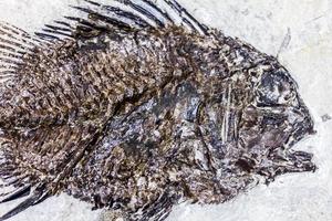 fossile Fische foto