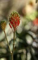 Kandelaber Aloe. reife Blüten. Nahansicht foto