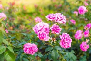 Schöne rosa Rose in einem Garten mit grünem Blatthintergrund foto