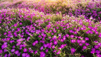 Landschaft mit blühenden rosa und weißen Blumenfeldern auf dem Berg unter den roten Farben des Sommersonnenuntergangs. foto