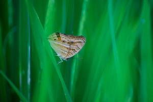 weißer Schmetterling auf grünem Reisblatt an einem sonnigen Morgen foto