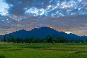 Indonesiens wunderschöner Naturlandschaftshintergrund. morgens im gelben Reisgebiet foto