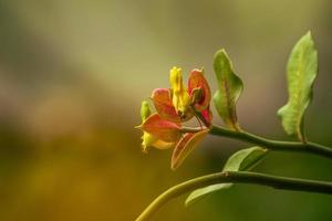 gummiartige Blumen, die Vögel Nektar lieben foto