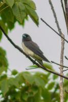 kleiner weißer schwarzer vogel auf einem grünen belaubten baumast an einem sonnigen morgen foto