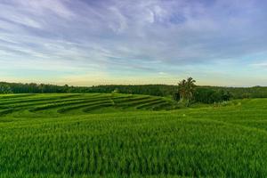 Panorama der natürlichen Schönheit Asiens. Blick auf grüne Reisfelder und klaren Morgenhimmel foto