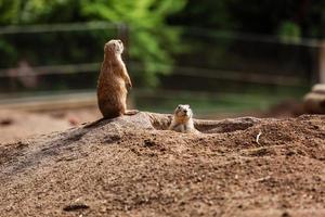 Lustiges Gopher-Eichhörnchen im Zoo. Hamster in der Natur. Nahaufnahme der Schnauze von flauschigen Gophers. selektiver Fokus foto