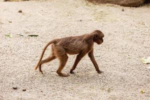 kleiner süßer makakenaffe, der im naturpark spaziert. selektiver Fokus. Tierhintergrund, Tapete foto