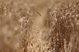 Weizenähren hautnah. Weizenfeld. Ähren des goldenen Weizens hautnah. schöne naturlandschaft bei sonnenuntergang. Hintergrund der reifen Ähren des Wiesenweizenfeldes. reiches erntekonzept. Etikettendesign foto