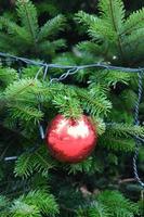 Nahaufnahme der roten Weihnachtskugel Ornament auf einer Kiefer. Urlaubsfoto, Hochformat. foto
