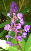 exotische blumen auf maui hawaii foto