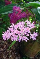 exotische blumen auf maui hawaii foto