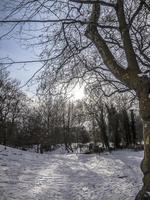 Bäume und Vegetation im Winter auf Schnee in einem Park foto