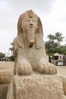 Sphinx in Memphis, Kairo, Ägypten foto