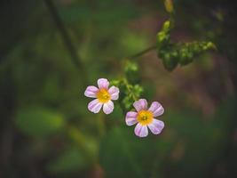 Blumen im Garten foto