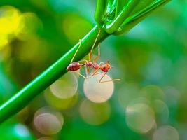 rote Ameise auf einem Ast foto