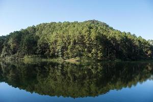 Reflexion vom klaren Wasser des Pinienwaldes. foto