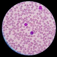 medizinische Blutzellen. foto