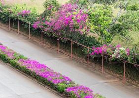 rosafarbene Bougainvillea-Blumenreihe. foto