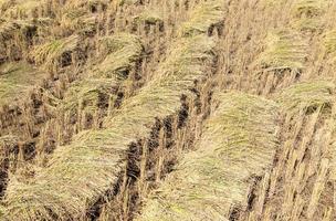Goldener Reishaufen nach der Erntezeit. foto