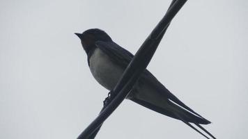 auf einem Ast schlucken. Wildvogel foto