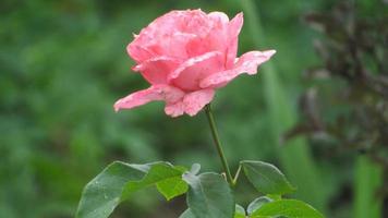rosa Rose im Garten foto