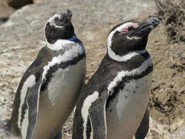 Magellan-Pinguin, Argentinien foto