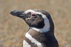 Magellan-Pinguin, Argentinien foto