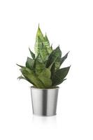 sansevieria trifasciata hahnii oder Schlangenpflanze in silberglänzendem Metalltopf foto