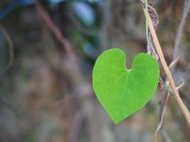 grünes herzförmiges weinblatt von aristolochia ringens foto