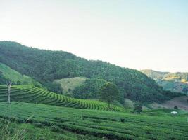 schöne Landschaft der Teeplantagen mit Berghintergrund foto