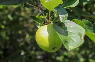 Grüne Äpfel auf einem Ast bereit zur Ernte mit selektivem Fokus und weichem Bokeh foto