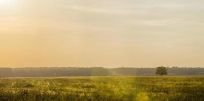 allein Baum, Feld foto