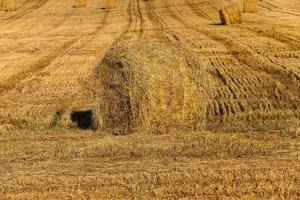 Heuhaufen Stroh, Sommer foto