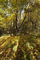 Bäume im Herbst foto