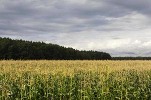 stürmischer Himmel und Mais foto