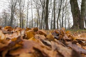 im Herbst parken foto