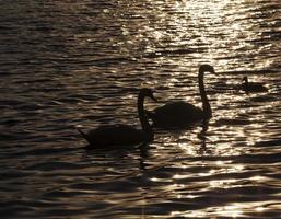 ein Schwanenpaar, das bei Sonnenuntergang schwimmt foto